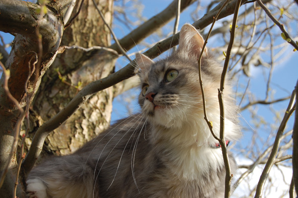 Antaska im Lieblingsbaum.jpg